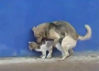 Dog bangs a cute kitten in rear end style