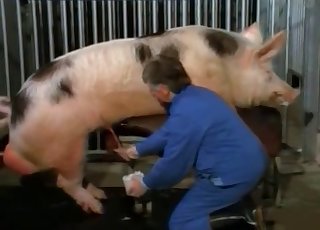 Two pigs have epic doggy style bang-out