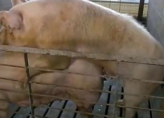 Two pigs have epic doggy style bang-out