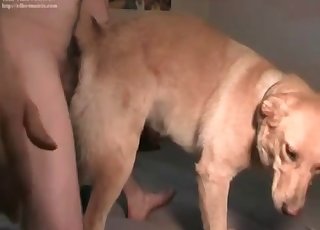 The fat ass of this hound is banged rock-hard in doggie
