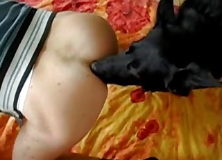 Black doggy licking his nice ass on web cam