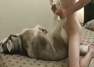 Horny zoophile is entirely banging a husky from POV style