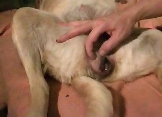 Dirty animal sex with a perverted trained doggy