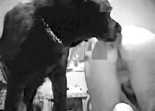 Stunning black doggy licks her taut hole