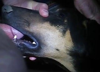 Nasty mutt getting face-fucked hard