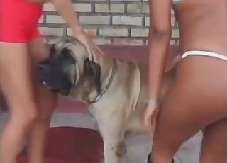 Poon fucked hard by a doggy