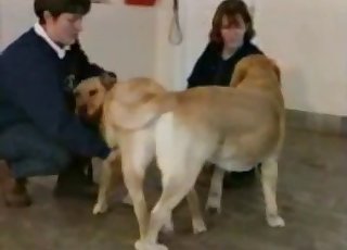 Two dogs gleefully fucking outdoors