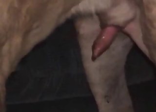 Smiling hottie and gigantic dog have XXX fun