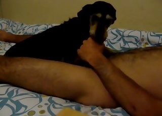 Confused dog still gives a hot blowjob