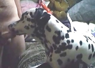 Amateur zoophile having zoophilia fun with a dalmatian