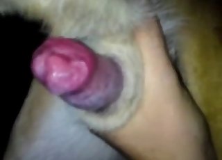Close-up showcase of dog's hot cum