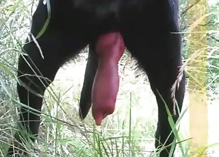 Impressively horny black hound has a large penis