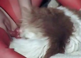 Hairy doggy impales a tight snatch