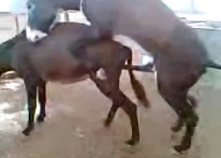 Two young mules fuck in doggy style