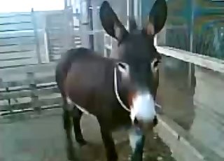 Two young mules fuck in doggy style