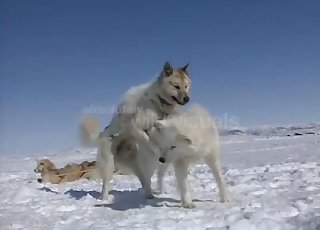 Two white dogs fucking hard in the snow