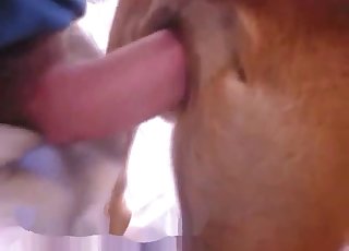 Dog pussy gets gaped by a human cock
