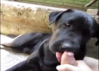 This black mutt is used for some fellatio entertainment