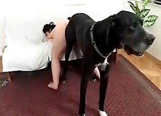 Hairy pussy slut is obsessed with dog cocks