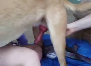 Dog asserting its dominance on camera