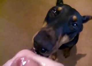 Angry doggy licking a immense cock on cam