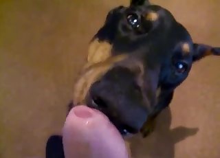 Angry doggy licking a immense cock on cam