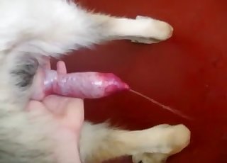 Joyfully showcasing that dog cock