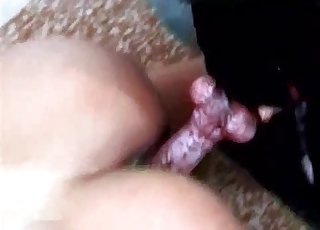 Venous dog cock in a twat