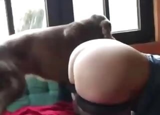 Big ass zoophile and small mutt in the bed