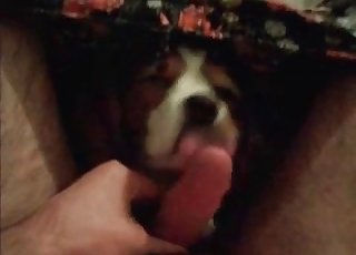 Guy lets this dog inhale his hot cock