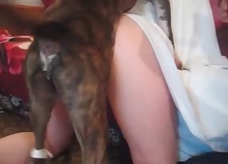 Jerking off doggy dick to observe some cum