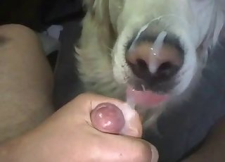 Wide-eyed dog sucking cock in POV