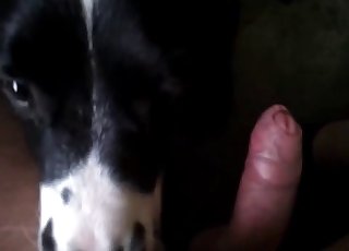 Porn dog deepthroat dog fucks