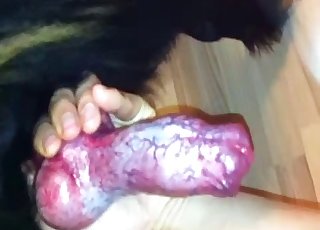 Holding a doggy dick and fellating it