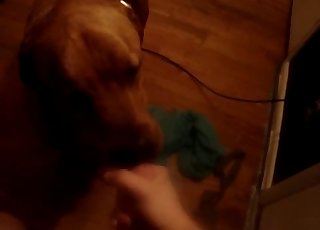 Playful doggy slurps my dick with passion