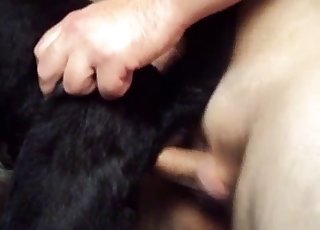 Cute small doggy porked from behind