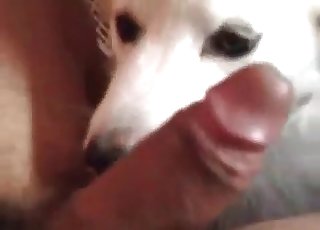 This cute doggy is munching and sucking a male dick