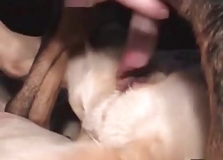 Two dogs passionate love-making
