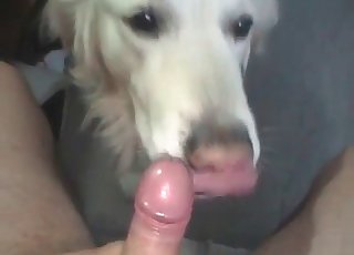 Big dicks are on the menu for this stunning doggo