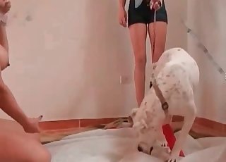 The first-class blowjob provided for a horny doggy
