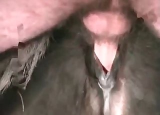 Hardcore penetration of a horse in the doggy style stance