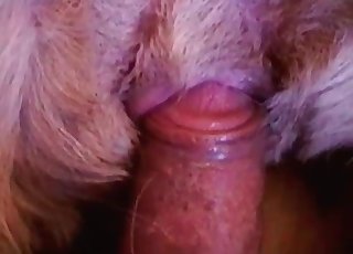 Adorable doggy enjoys ass-fuck sex with a man
