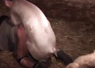 Crazy guy is trying out anal sex with a farm animal