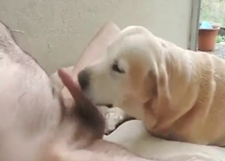 Nice zoo porn with a guy who fucks a gay mutt