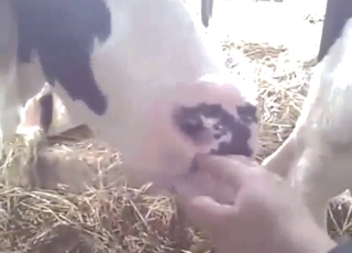 Cow