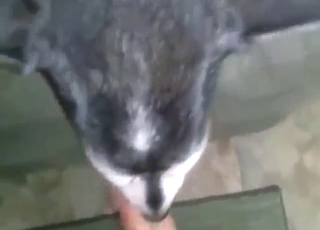 ہسکی