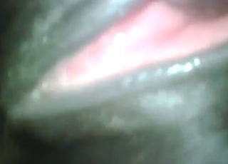 Zoophile porn showing a mare getting pumped