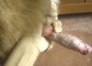 Animal is going to get jerked off by a hot guy