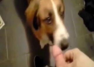Dog's wet pussy gets even wetter during SUCKING