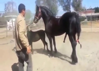 Dark and twisted horse fuck scene with gape